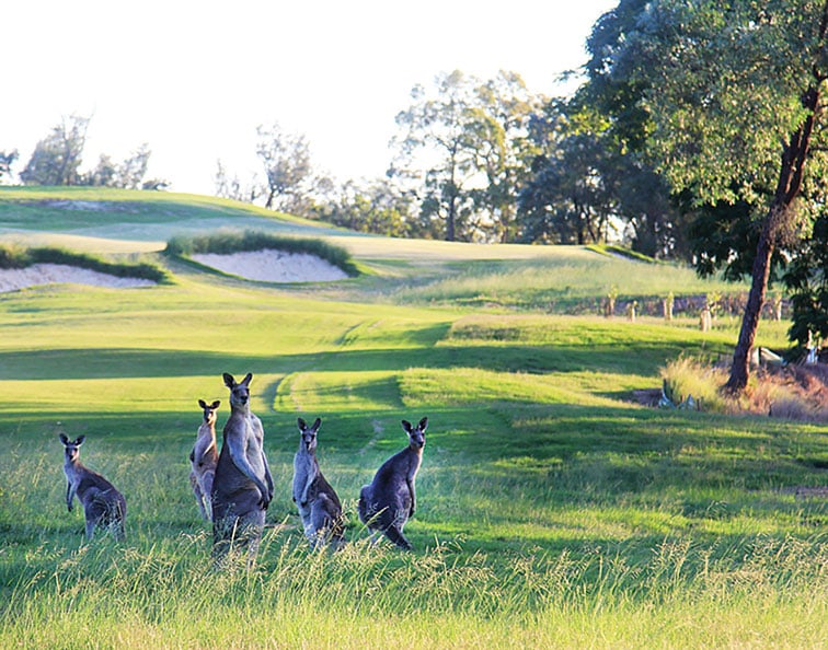 Playing in front of a watchful court of kangaroos adds some 'gallery' pressure to your scorecard.