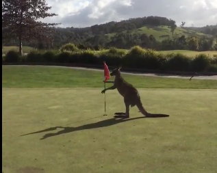Australian boxing kangaroo punches the flagstick on chipping green