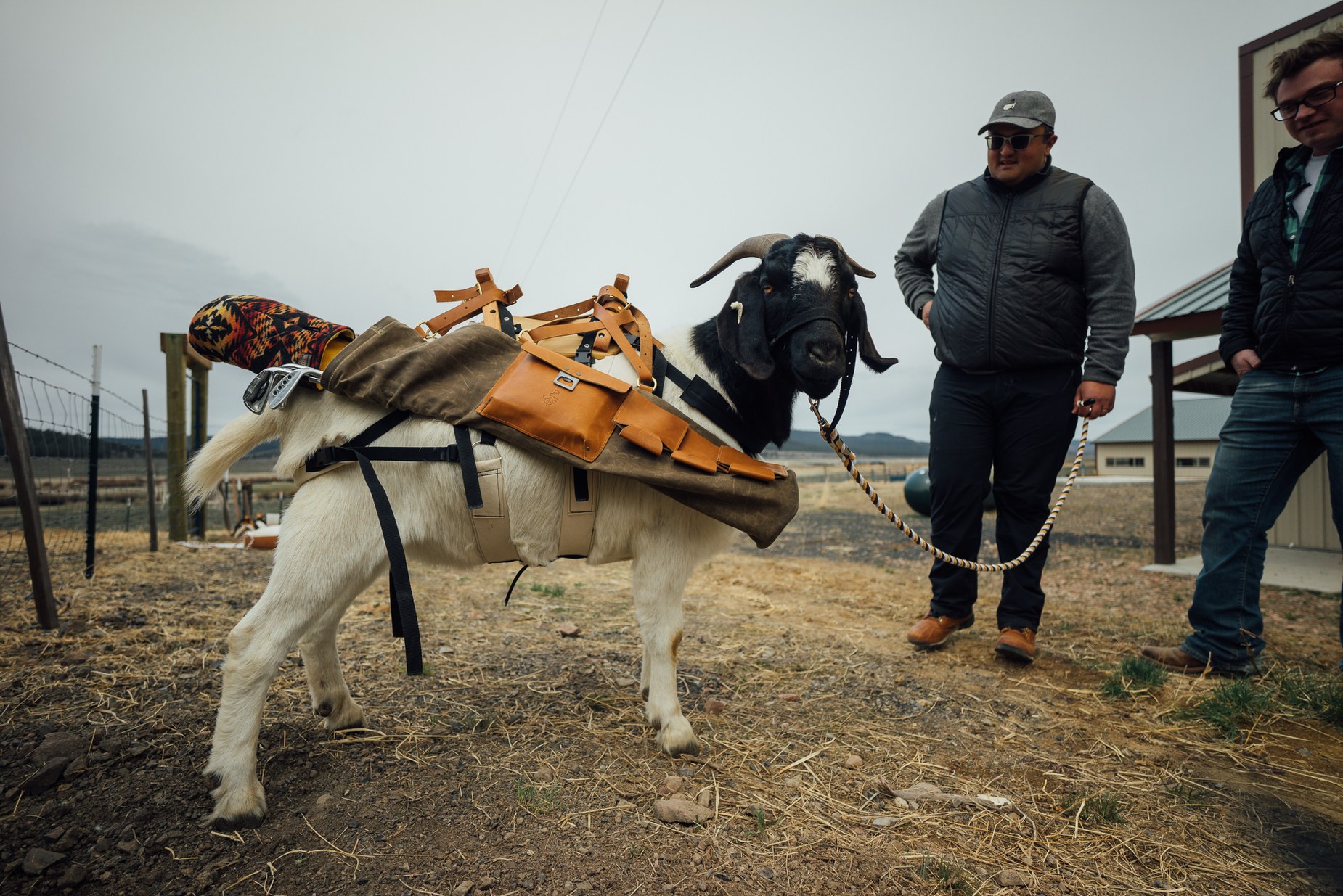 The story behind the world's first goat golf bag for the world's first
