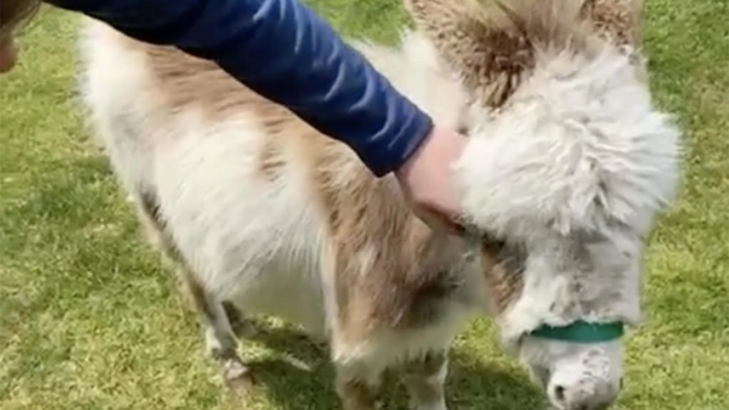 Rogue donkey interrupts golfers’ round, becomes TikTok famous