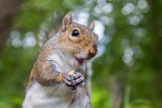 “aggressive”-squirrels-forcing-florida-country-club-to-consider-relocation-options