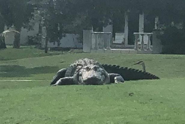 absolute-unit-of-a-gator-spotted-on-florida-golf-course-sparks-viral-reaction