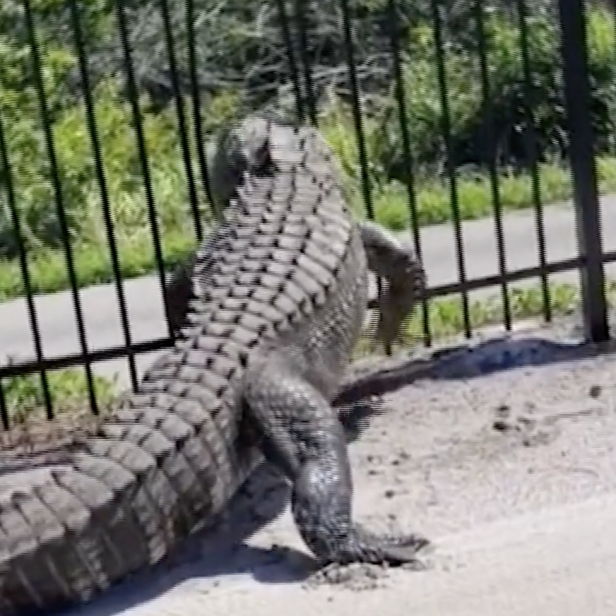 this-giant-gator-destroying-a-metal-fence-might-keep-you-from-ever-playing-golf-in-florida-again