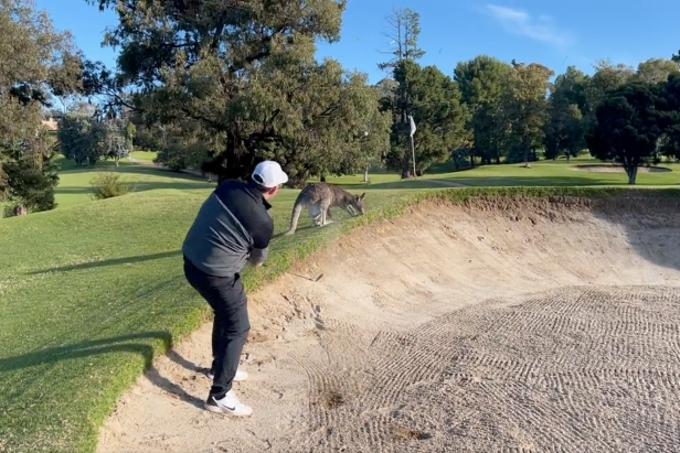 only-in-australia:-golfer-hits-bunker-shot-over-kangaroo,-nearly-holes-out