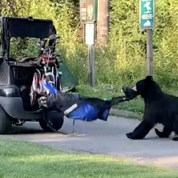bear-ripping-full-golf-bag-off-cart-and-taking-it-into-the-woods-is-the-wildest-horror-movie-of-the-summer
