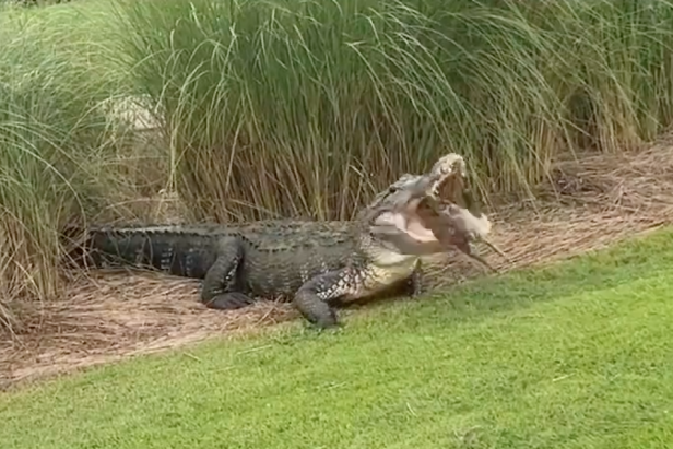 golfer-stumbles-on-a-giant-gator-chowing-down-on-a-rabbit-in-the-middle-of-a-tournament