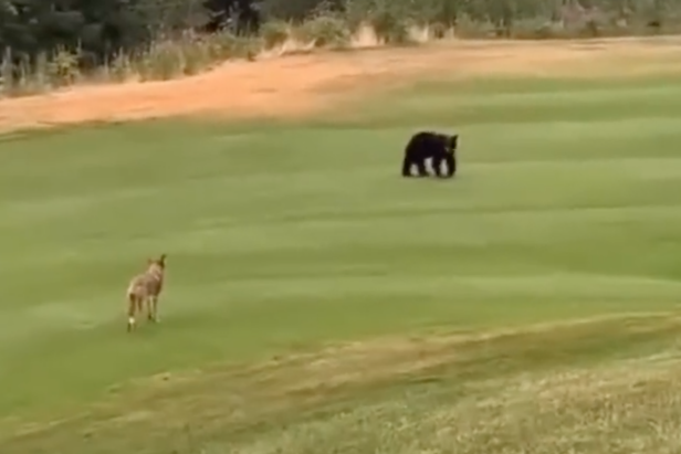 bear-chases-coyote-all-over-canadian-golf-course-in-late-entry-for-golf-fight-of-the-year