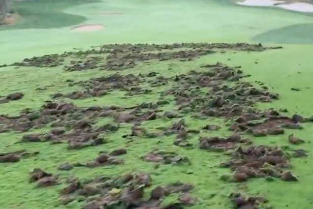 herd-of-javelina-absolutely-massacre-top-25-arizona-golf-course