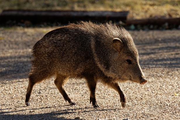 arizona-golf-course-cooks-up-genius-solution-to-hungry-javelina-problem