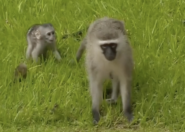 adorable-baby-monkey-steals-the-show-at-south-african-open