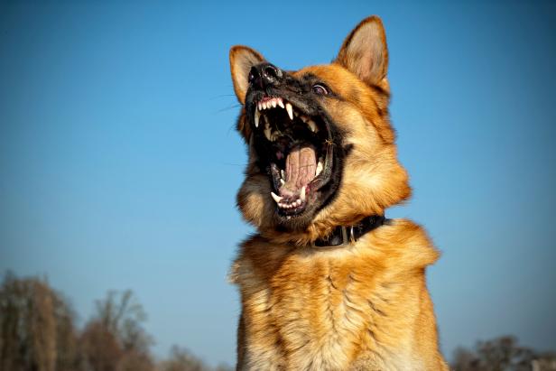 police-respond-to-report-of-dogs-attacking-man-on-golf-course,-accidentally-shoot-him-as-well