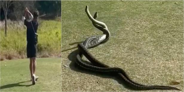 bravest-golfer-in-the-world-tees-off-as-two-snakes-fight-(or-worse?)-next-to-him