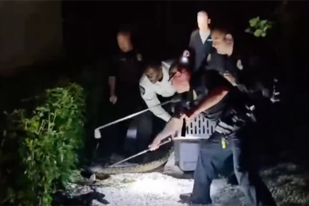 watch-police-subdue-a-nine-foot-python-at-a-florida-golf-course-with-the-help-of-some-trusty-golf-clubs
