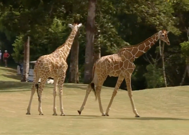 if-you-ever-wanted-to-see-giraffes-roam-fairways,-you’re-in-luck