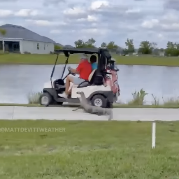 this-gator-charging-at-a-golf-cart-is-every-golfer’s-worst-nightmare