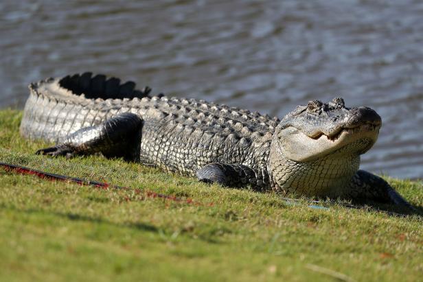nine-foot-golf-course-gator-bites-off-fisherman’s-hand-in-florida