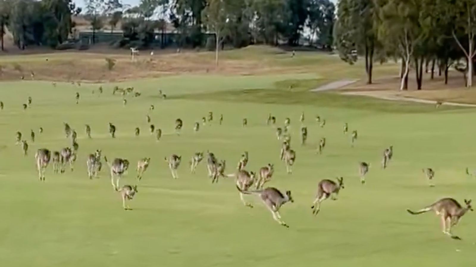 This 'stampede' of kangaroos might be the most impressive display of This 'stampede' of kangaroos might be the most impressive display of
