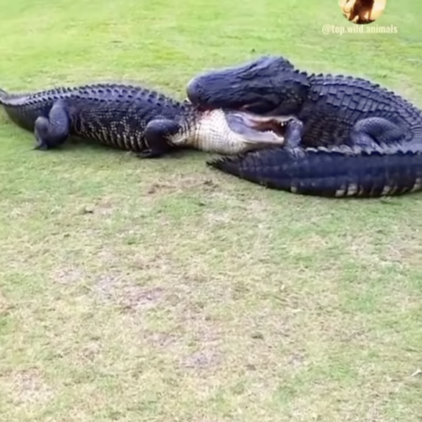 golfer-gets-way-(way)-too-close-for-comfort-to-two-tussling-gators